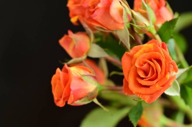 Siyah arka planda güzel güller