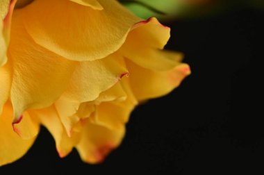 Siyah arkaplanda güzel bir gül