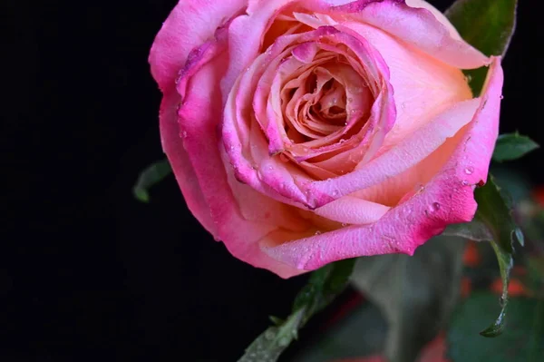 Красивая Роза Черном Фоне — стоковое фото