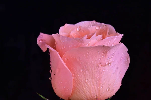 Красива Троянда Чорному Тлі — стокове фото