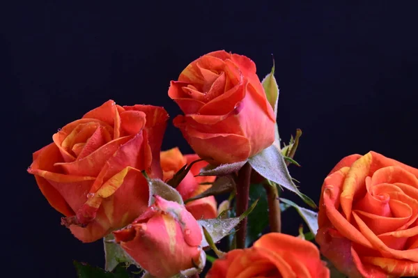 Belles Roses Sur Fond Noir — Photo