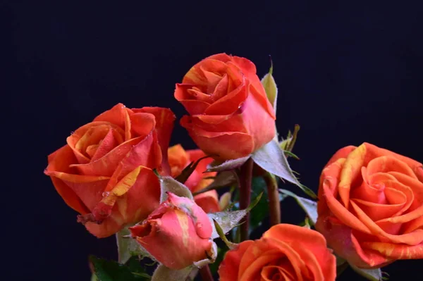 Belles Roses Sur Fond Noir — Photo