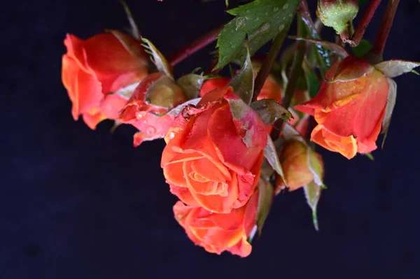 黒い背景の美しいバラ — ストック写真