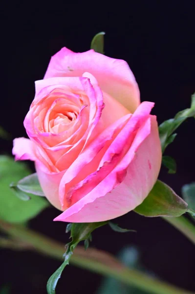 Hermosa Rosa Sobre Fondo Negro —  Fotos de Stock
