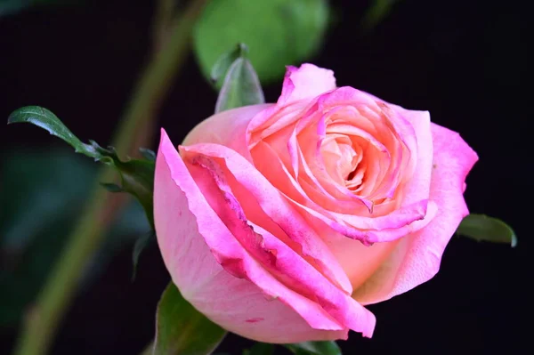 Beautiful Rose Black Background — Stock Photo, Image