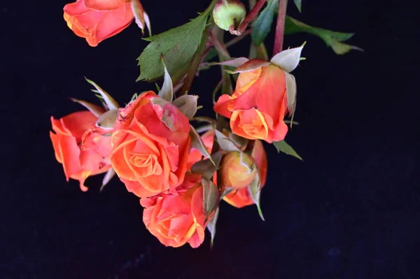 黒い背景の美しいバラ — ストック写真