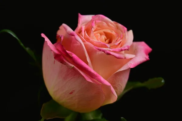 Όμορφο Τριαντάφυλλο Λουλούδι Στο Μαύρο Φόντο — Φωτογραφία Αρχείου