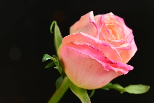 Piękna Róża Czarnym Tle — Zdjęcie stockowe