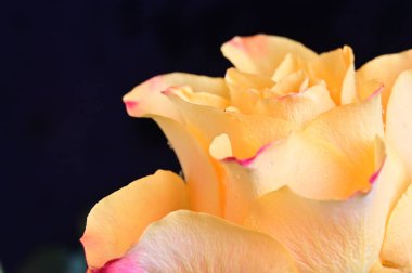 Siyah arkaplanda güzel bir gül