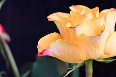 Siyah arkaplanda güzel bir gül