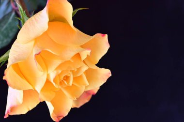 Siyah arkaplanda güzel bir gül