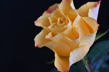 Siyah arkaplanda güzel bir gül