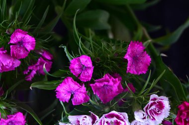 güzel bahar çiçekleri yakın çekim