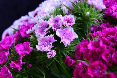 güzel bahar çiçekleri yakın çekim