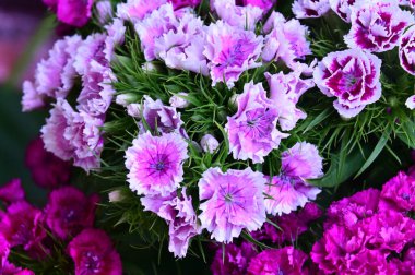 güzel bahar çiçekleri yakın çekim