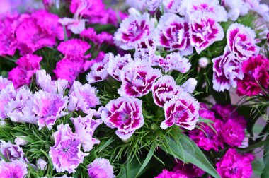 güzel bahar çiçekleri yakın çekim