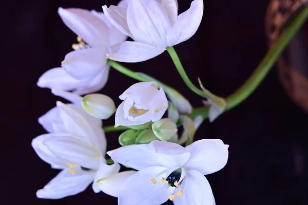 Piękne Białe Kwiaty Czarnym Tle — Zdjęcie stockowe