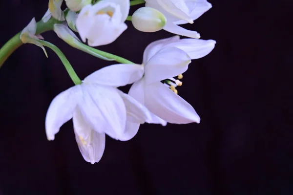 Hermosas Flores Primavera Cerca — Foto de Stock