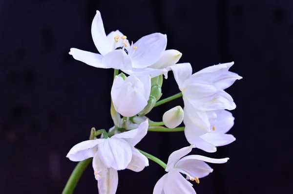 Hermosas Flores Primavera Cerca —  Fotos de Stock