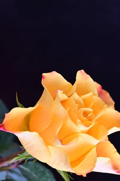 Belle Rose Sur Fond Noir — Photo