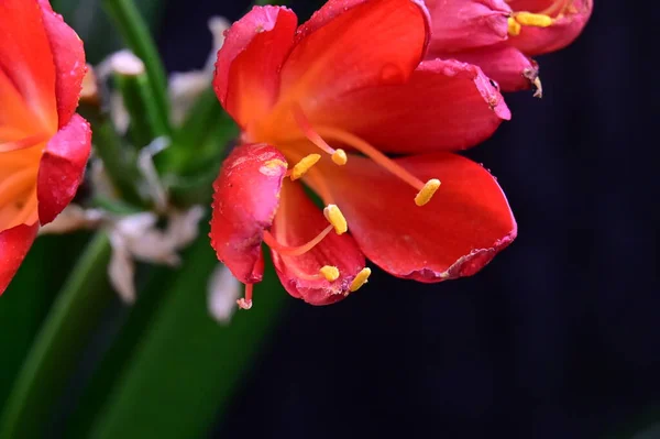 Piękne Czerwone Kwiaty Kwiatowa Koncepcja Tła — Zdjęcie stockowe