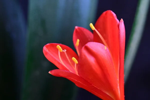 Belas Flores Vermelhas Fundo Conceito Floral — Fotografia de Stock
