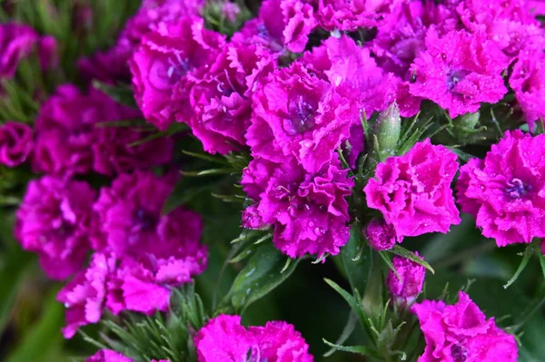 Beautiful Spring Flowers Close — Stock Photo, Image
