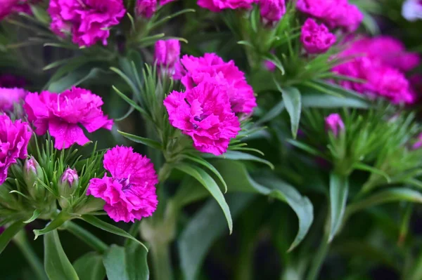 stock image beautiful spring flowers close up