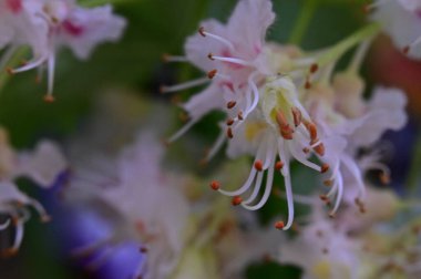 Çiçek açan kestane ağacıyla güzel bir bahar arkaplanı