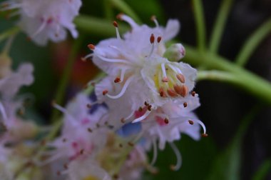 Çiçek açan kestane ağacıyla güzel bir bahar arkaplanı