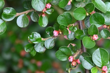 Çiçek açan çalılarla güzel bir bahar arkaplanı 