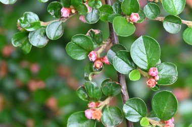 Çiçek açan çalılarla güzel bir bahar arkaplanı 
