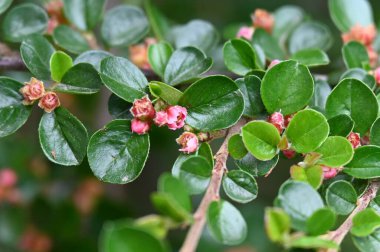 Çiçek açan çalılarla güzel bir bahar arkaplanı 
