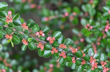 Çiçek açan çalılarla güzel bir bahar arkaplanı 
