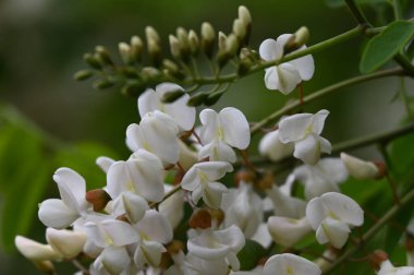 Bahçedeki beyaz çiçekleri kapat.
