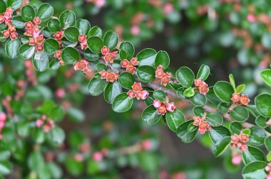 Çiçek açan çalılarla güzel bir bahar arkaplanı 