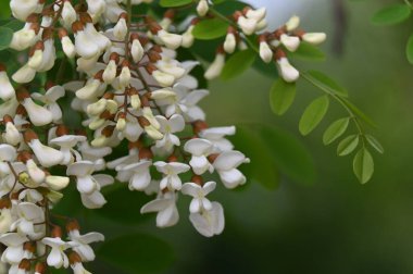 Bahçedeki beyaz çiçekleri kapat.