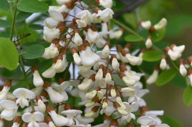 Bahçedeki beyaz çiçekleri kapat.