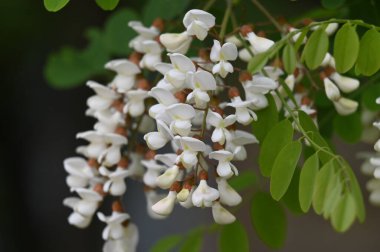 Bahçedeki beyaz çiçekleri kapat.