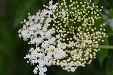 Bahçedeki beyaz çiçekleri kapat.