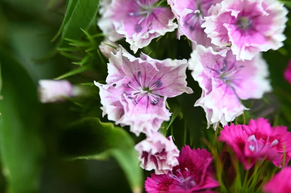 美しい春の花のクローズ アップ — ストック写真