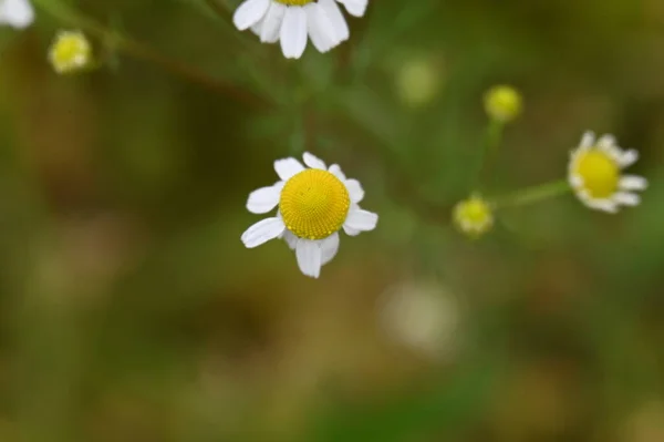 Gyönyörű Fehér Százszorszép Virágok Kertben — Stock Fotó