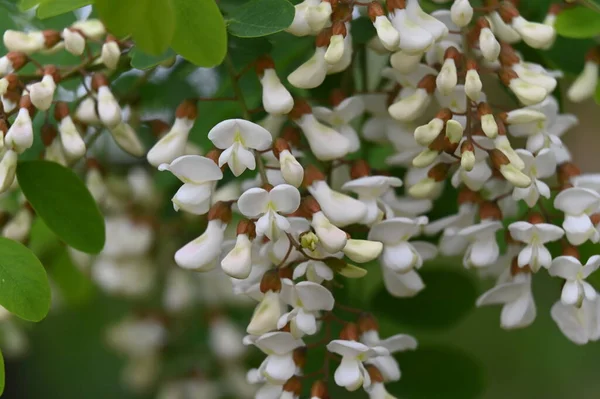 stock image close up view of white flowers in the garden