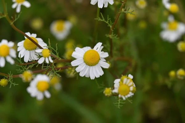 Красиві Білі Ромашкові Квіти Саду — стокове фото