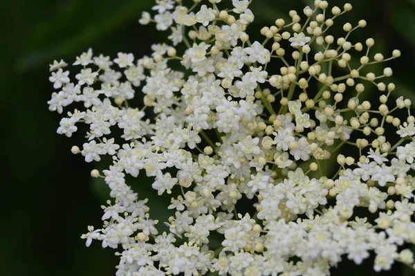Close View White Flowers Garden — Stock Photo, Image