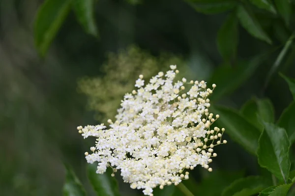 Κοντινή Θέα Των Λευκών Λουλουδιών Στον Κήπο — Φωτογραφία Αρχείου