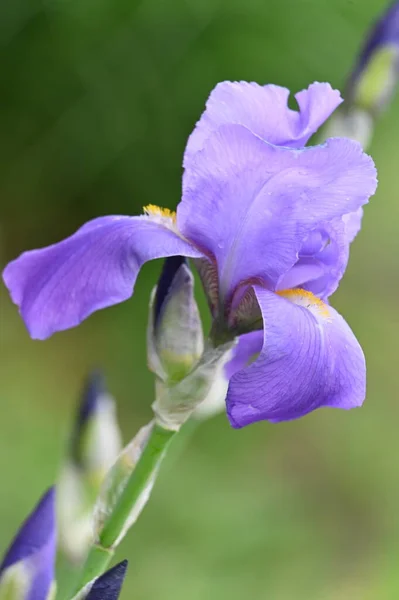 Piękny Fioletowy Kwiat Tęczówki Ogrodzie — Zdjęcie stockowe