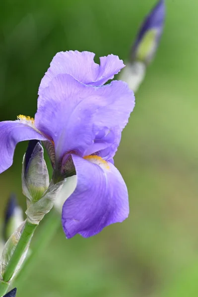 Bahçedeki Güzel Mor Iris Çiçeği — Stok fotoğraf