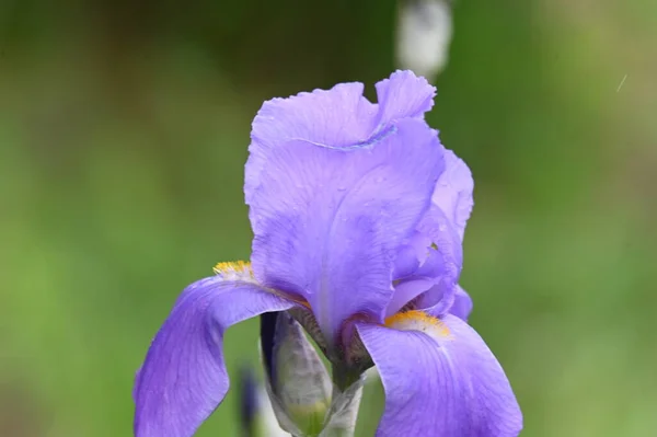 Красивый Фиолетовый Цветок Радужной Оболочки Саду — стоковое фото