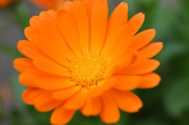 Güzel bahar Çiçek bahçesinde